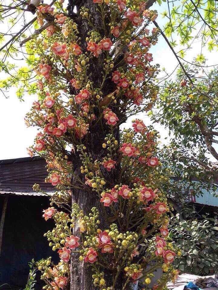 5 loại cây trồng ban công giúp giữ tiền tài, vượng khí