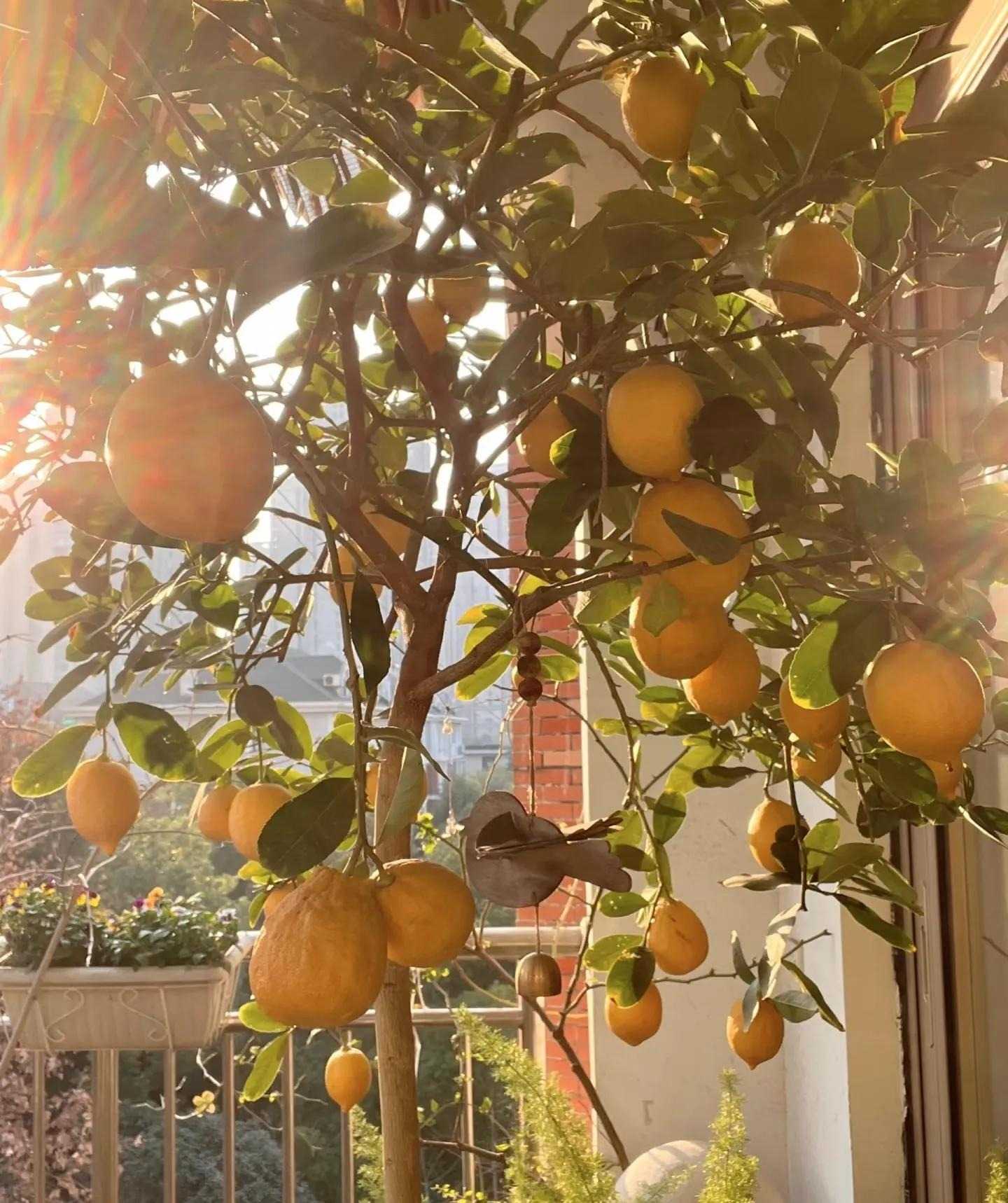 5 loại cây trồng ban công giúp giữ tiền tài, vượng khí