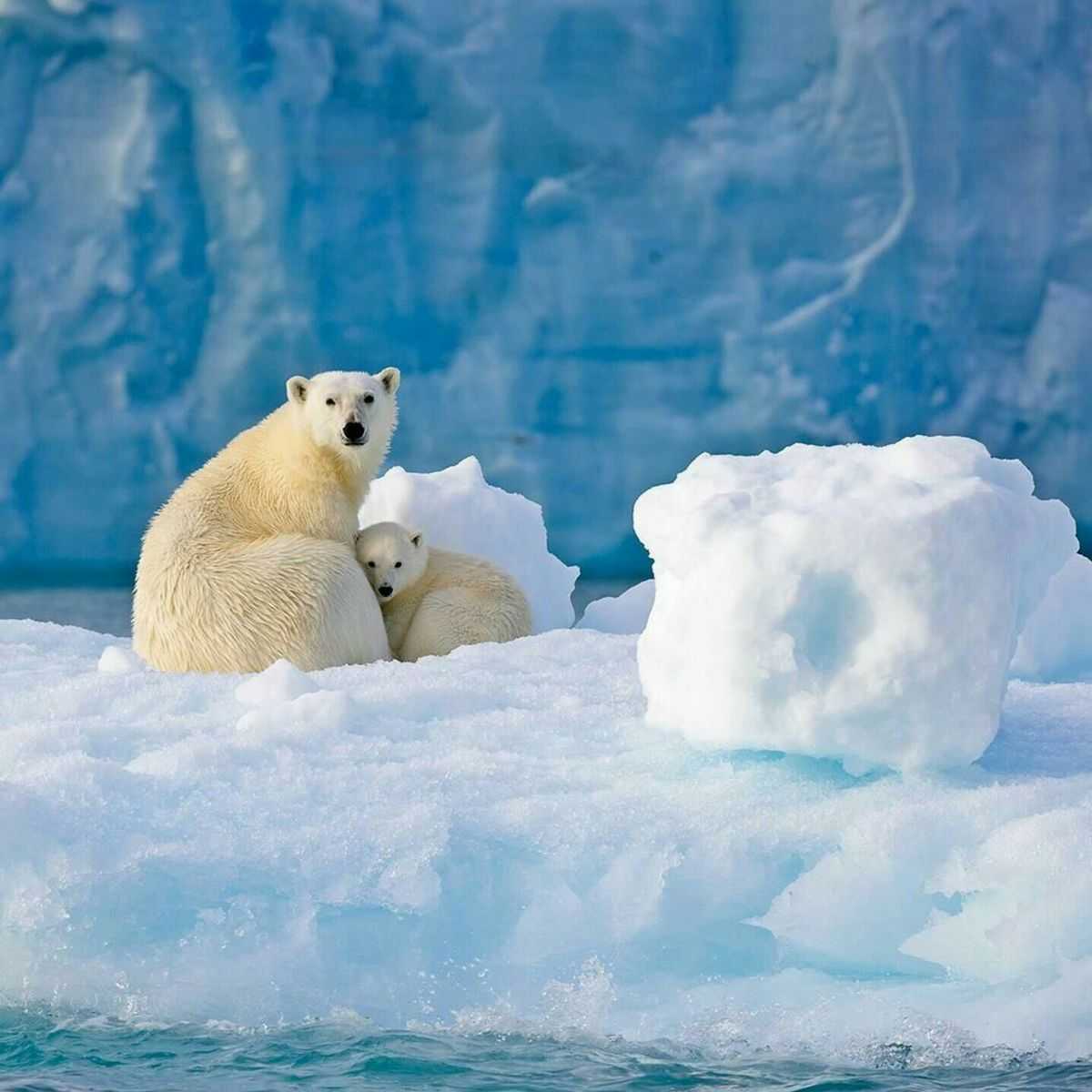 Gấu Bắc Cực ở Svalbard: Béo lên giữa băng tan – tín hiệu tích cực hay chỉ là khoảng lặng tạm thời?