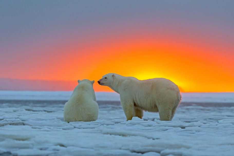 Gấu Bắc Cực ở Svalbard: Béo lên giữa băng tan – tín hiệu tích cực hay chỉ là khoảng lặng tạm thời?