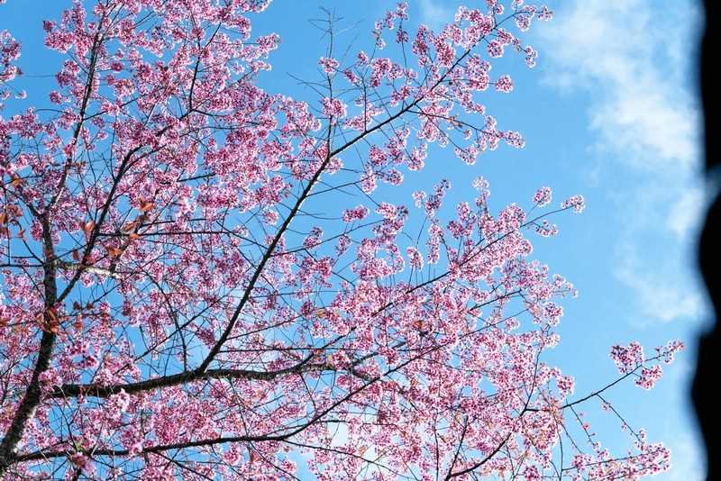 Trước giờ khai hội, du khách nô nức check-in mai anh đào Đà Lạt