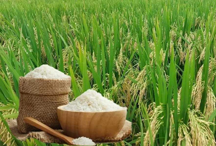 Giá nông sản hôm nay (26/1): Giá cà phê và hồ tiêu neo ở mức cao