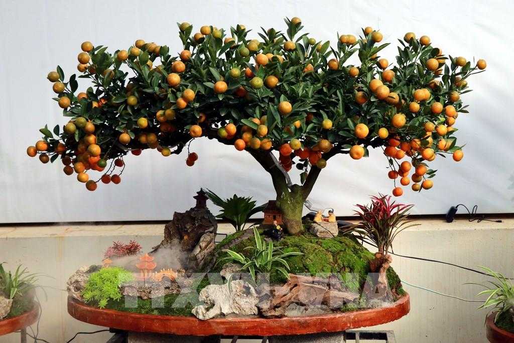 Những sai lầm trong cách chăm sóc khiến cây quất cảnh nhanh héo và rụng quả ngày Tết