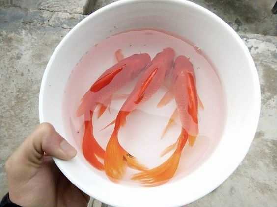 Vì sao chỉ cá chép được chọn là linh vật cúng ông Công ông Táo?