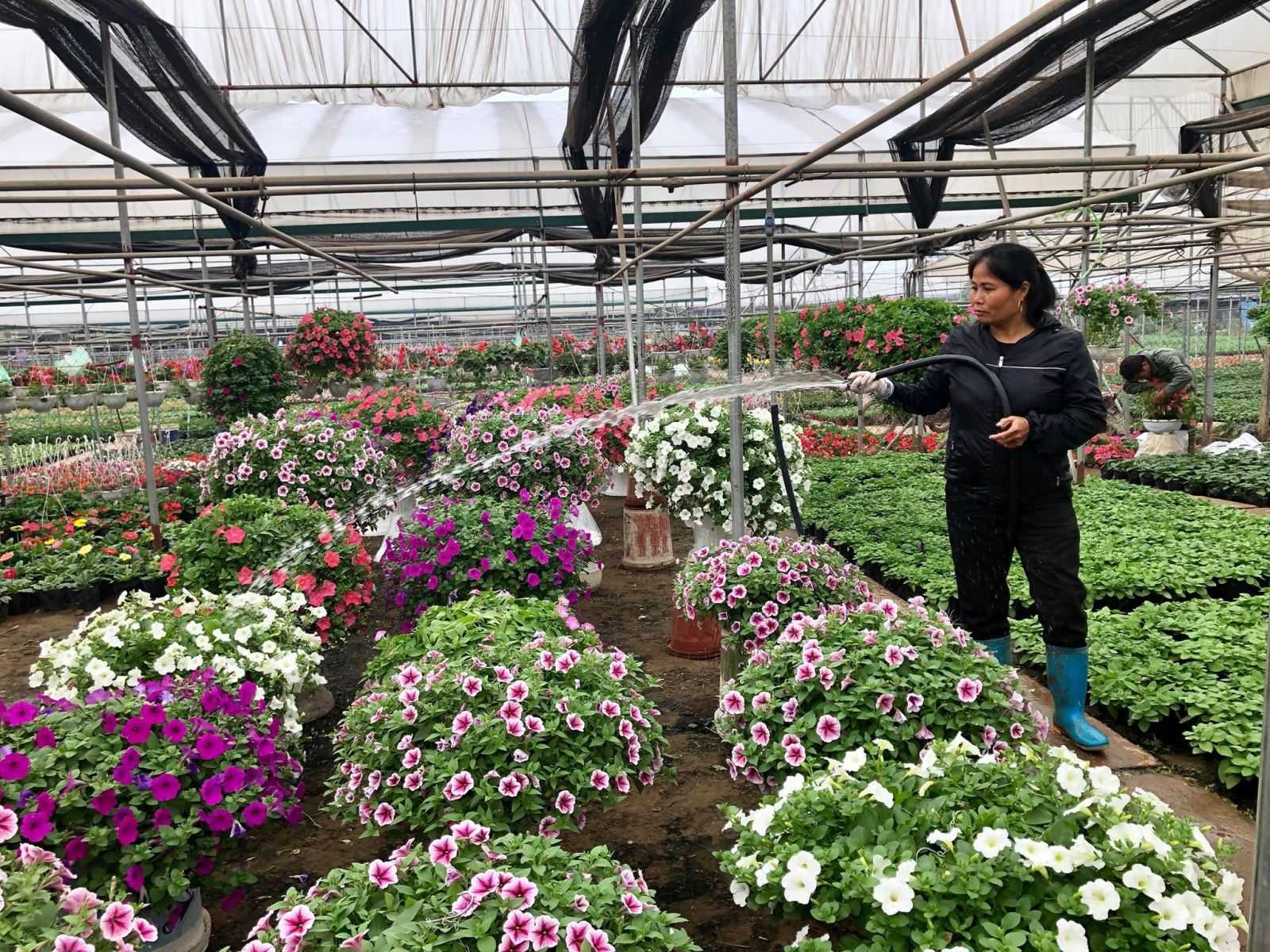 Chi cả trăm triệu đồng chơi hoa Tết