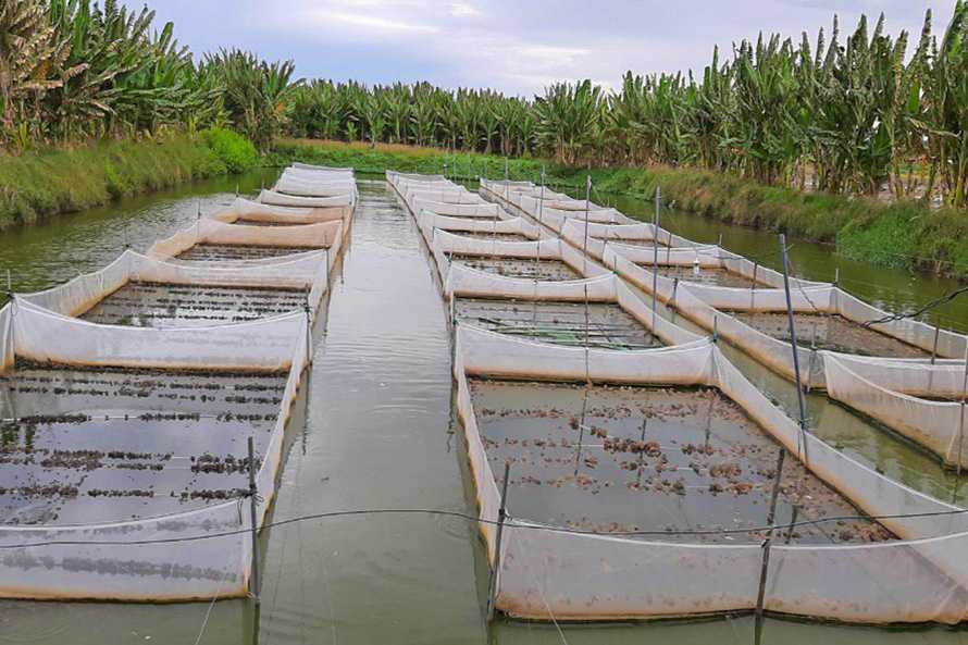 Mô hình nuôi ếch giúp người dân ở xã Cờ Đỏ (Cần Thơ) thoát nghèo