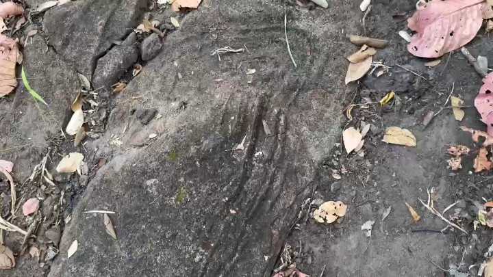 Thích thú ngắm những viên đá có họa tiết lượn sóng, xoắn ốc lạ kỳ ở Vườn quốc gia Yok Đôn (Đắk Lắk)