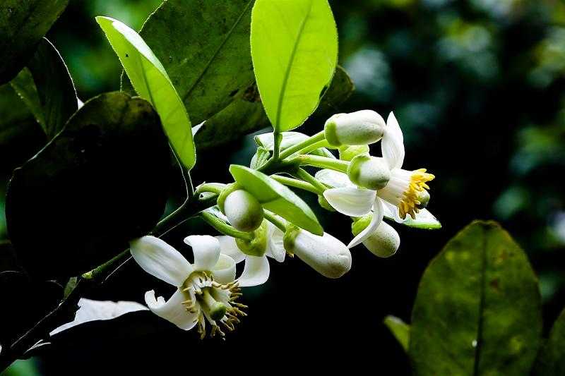 Hương bưởi tháng Ba: Nhẹ nhàng mà say đắm