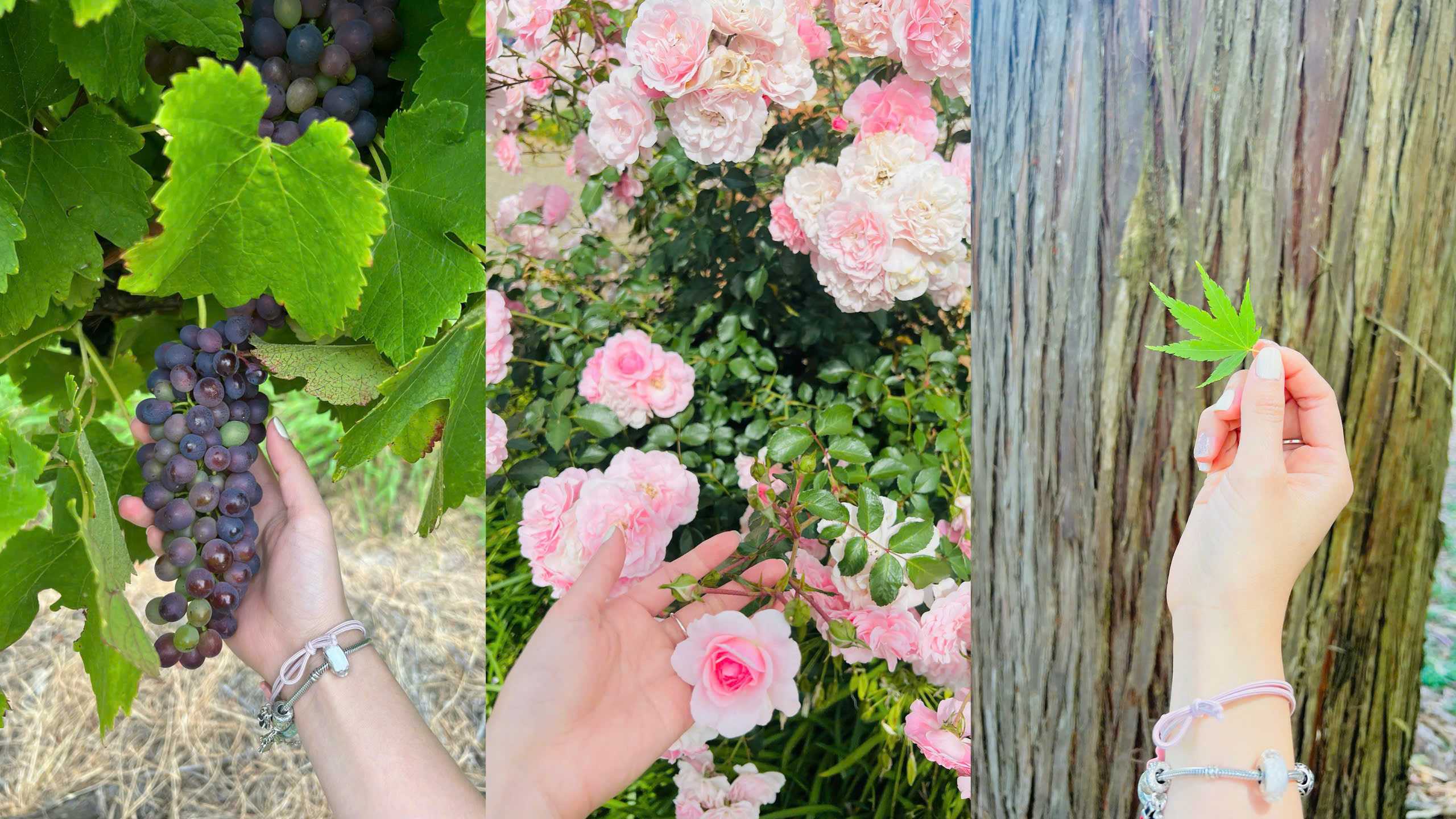 Suy nghĩ như một con ốc sên: Bài học thích nghi sâu sắc từ sinh vật chậm chạp nhất trong khu vườn…