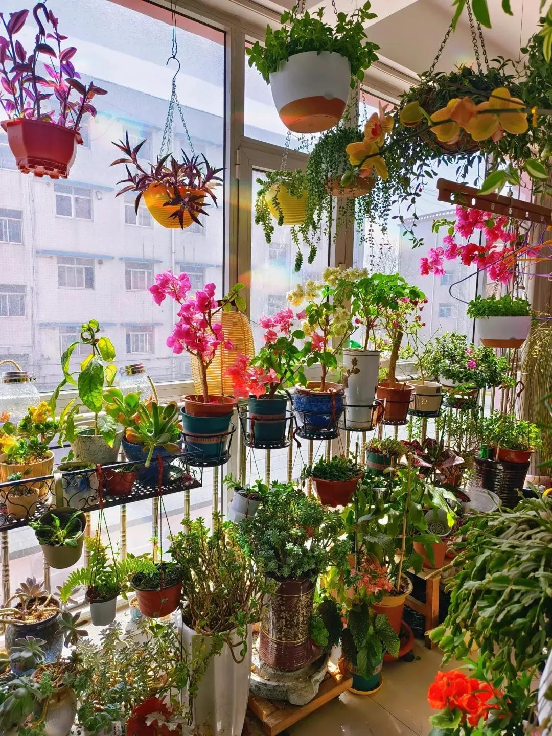 Ban công 3m² của người phụ nữ 45 tuổi gây sốt: Trồng vài chậu cây đơn giản mà biến nhà thành nơi muốn về sớm mỗi ngày- Ảnh 2.