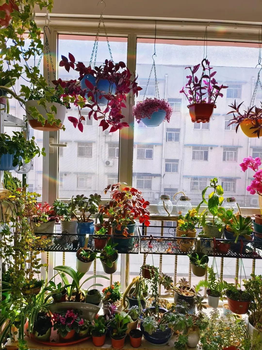 Ban công 3m² của người phụ nữ 45 tuổi gây sốt: Trồng vài chậu cây đơn giản mà biến nhà thành nơi muốn về sớm mỗi ngày- Ảnh 3.