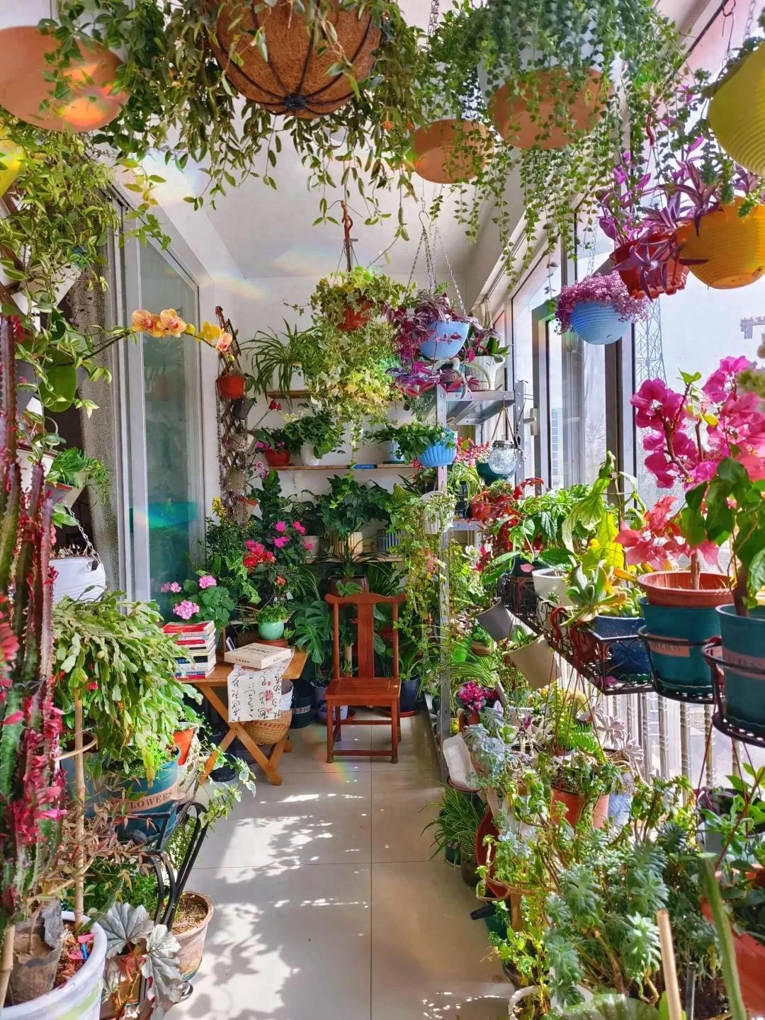 Ban công 3m² của người phụ nữ 45 tuổi gây sốt: Trồng vài chậu cây đơn giản mà biến nhà thành nơi muốn về sớm mỗi ngày- Ảnh 1.